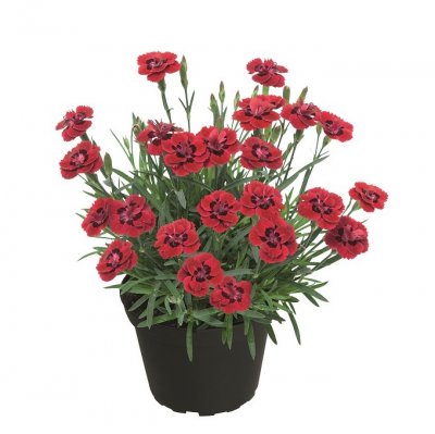 Nejlika, Stickling, Dianthus Merci Fleuri ™