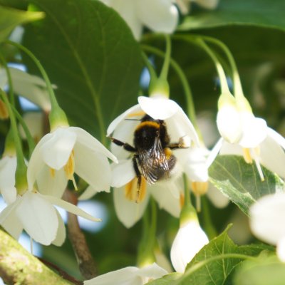 Styrax japonicus June Snow ®