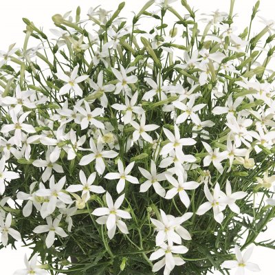 Stjärnlobelia Wendy´s White, stickling 2-pack