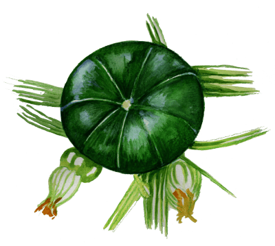 Sommarsquash Zaphito