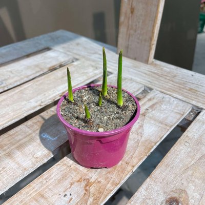 Muscari Pink Surprise