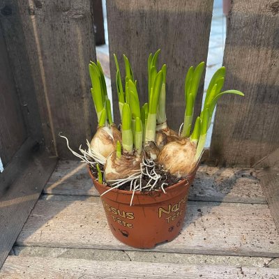 Narcissus Tete a Tete