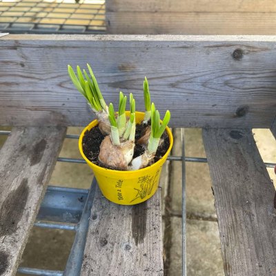 Narcissus Tete a Tete