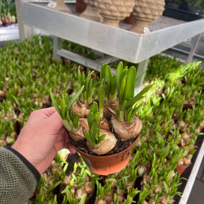 Narcissus Tete a Tete