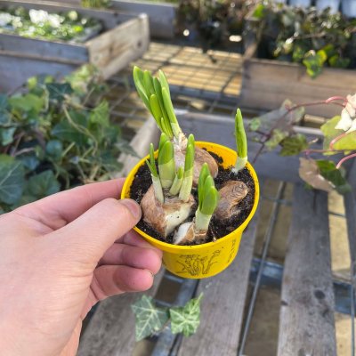 Narcissus Tete a Tete