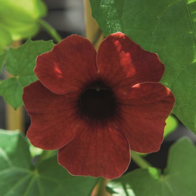 Svartöga Amera Chocolate, stickling 2-pack