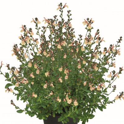 Salvia Visional Cream, stickling 2-pack