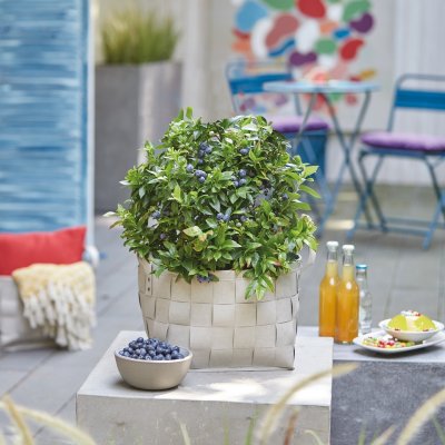 Vaccinium corymbosum BrazelBerry ® Jelly Bean ®, Blåbär/Krukblåbär, 25-30 C4,5