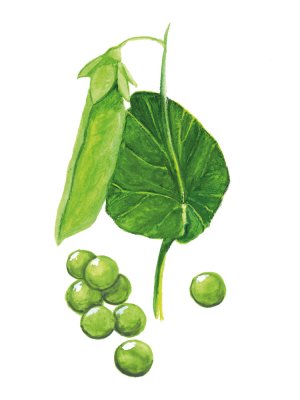 Märgärt Mors Stora
