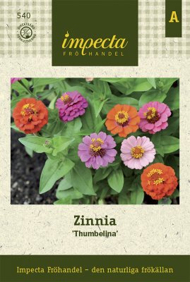 Zinnia, Thumbelina