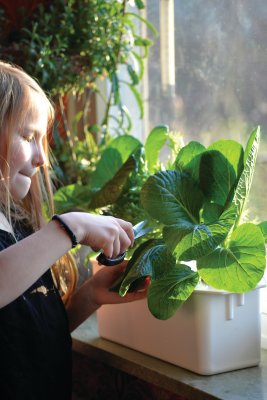 Hydroponisk odling Harvy Startkit Vit Liten