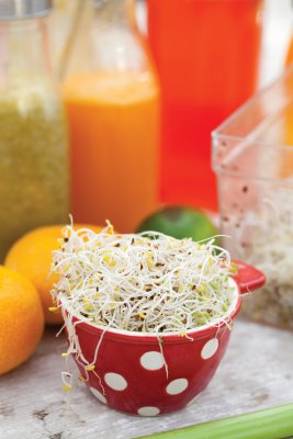 Groddar, Alfalfa, Ekologisk