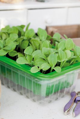 Micro Leaf, Gurkört