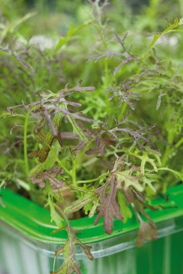 Micro Leaf, Bladsarepta, Red Frills