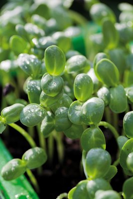 Micro Leaf, Solros, Ekologisk