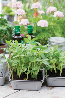 Micro Leaf Bondböna, Oscar