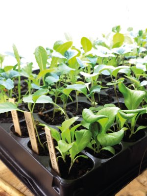 Pluggset, Water, 84 celler med bevattningsmatta