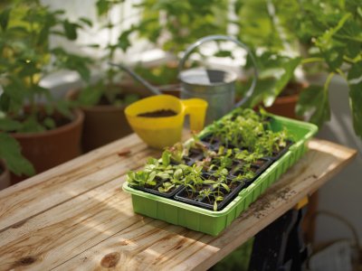 Drivhus, Mini-, Large, 48 krukor