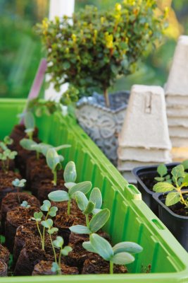 Drivhus, Mini-, Window, 24 krukor