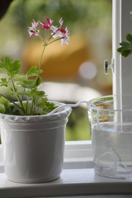 Semestervattnare 5-pack