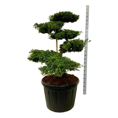 Juniperus squamata Blue Carpet
