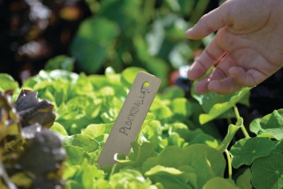 Sticketikett Bambu 22cm 8-pack