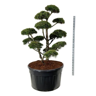 Pinus mugo Gnom