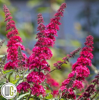 Buddleja davidii Prince Charming ®, Syrenbuddleja, Fjärilsbuske