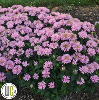 Monarda didyma Pink Frosting ®, Temynta