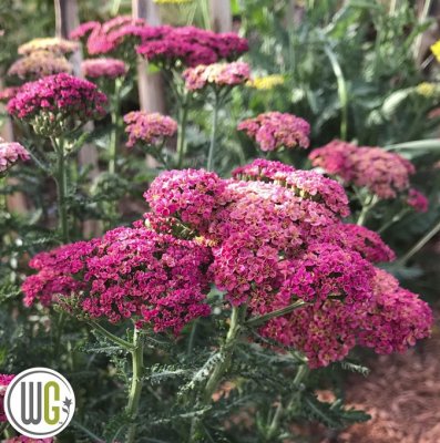 Achillea millefolium Sassy Summer Tafty ®, Röllika, C5