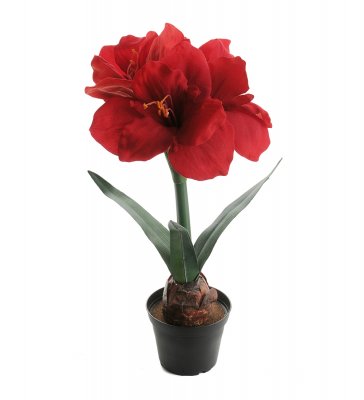 Amaryllis Röd 45cm