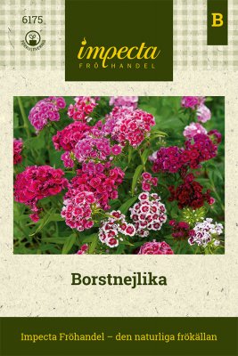 Borstnejlika