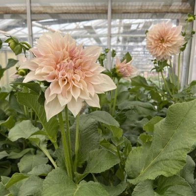 Dahlia Caffe Latte