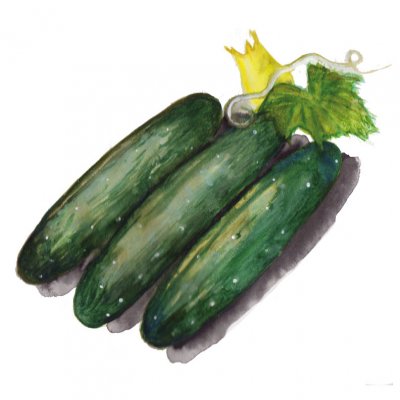 Slanggurka Marketmore