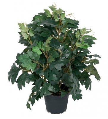Cissus 35cm