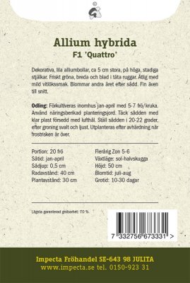 Allium F1 'Quattro'