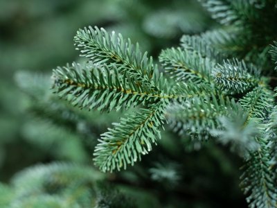 Konstgran / Julgran Trondheim Spruce Grön/blå 240cm