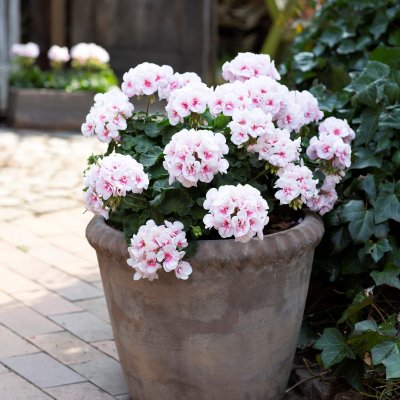 Pelargon Estelle, stickling 3-pack