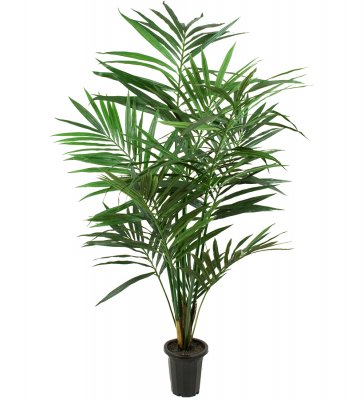 Kentia Palm 150cm