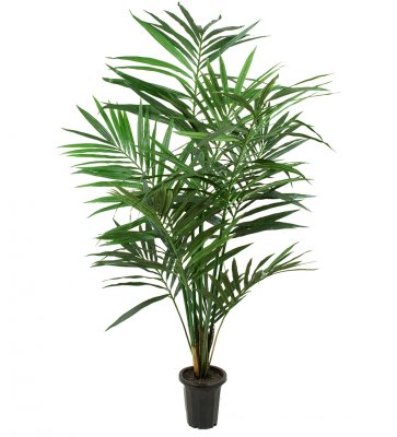 Kentia Palm 180cm, Konstgjord