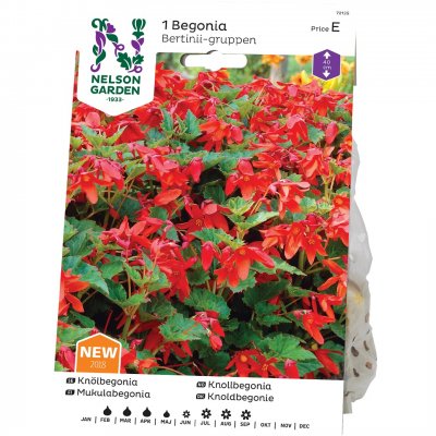 Begonia Bertinii, Röd