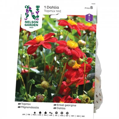 Dahlia Dekorativ Enkel Toppmix Röd