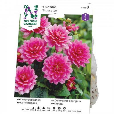 Dahlia Dekorativ Bluesette, Rosa