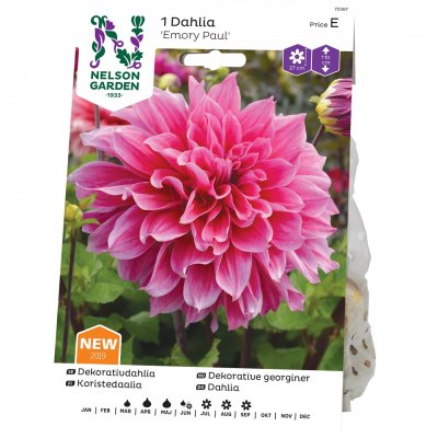 Dahlia Dekorativ Emory Paul, Rosa
