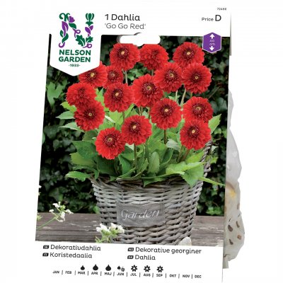 Dahlia Dekorativ Go Go Red