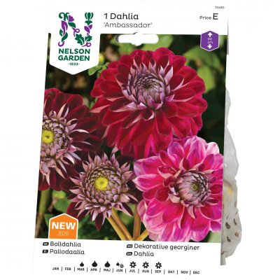 Dahlia Pompon Ambassador