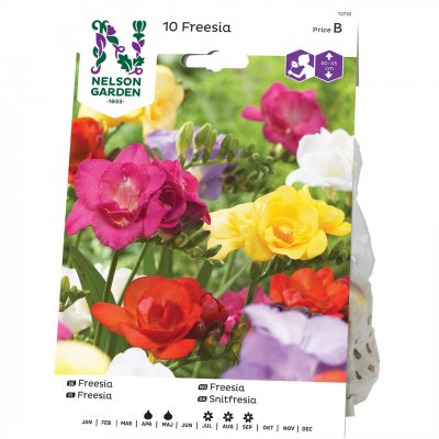 Freesia Dubbel Blandade Färger
