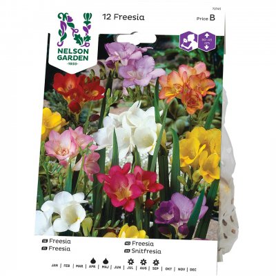 Freesia Enkel Blandade Färger