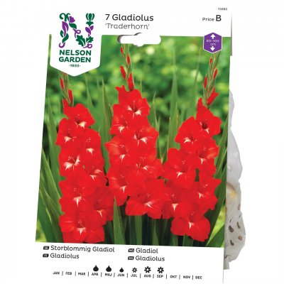 Gladiol Storblommig Traderhorn, Röd