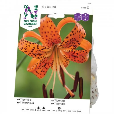 Lilja Tiger lancifolium, Orange